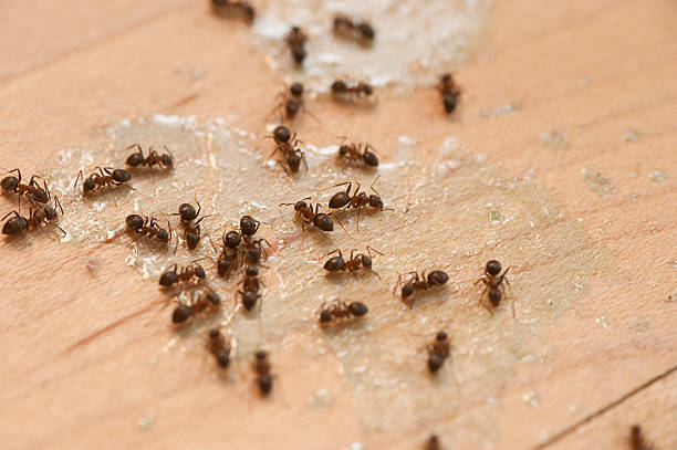  Nolensville, TN Pest Control Pros