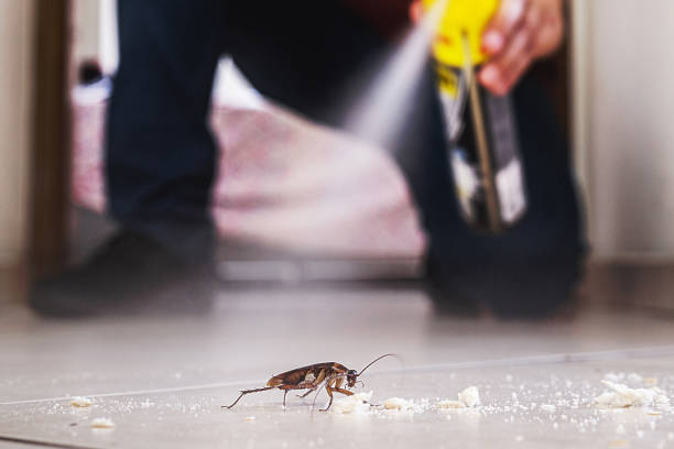 Best Termite Control Services  in Nolensville, TN